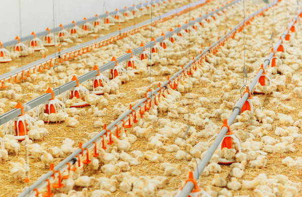 Ternak ayam petelur di Tanah Pasir, Aceh Utara