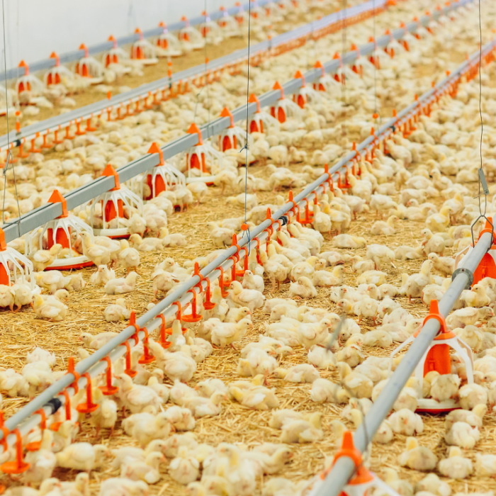 Ayam petelur jantan di Candung, Kabupaten Agam