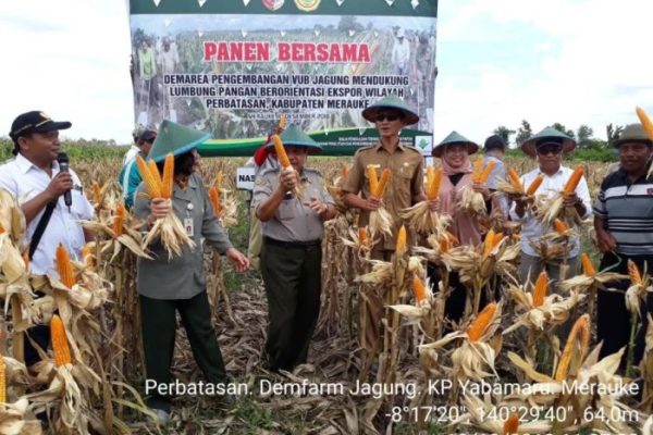 Daun penggemuk ayam di Merauke, Kab. Merauke