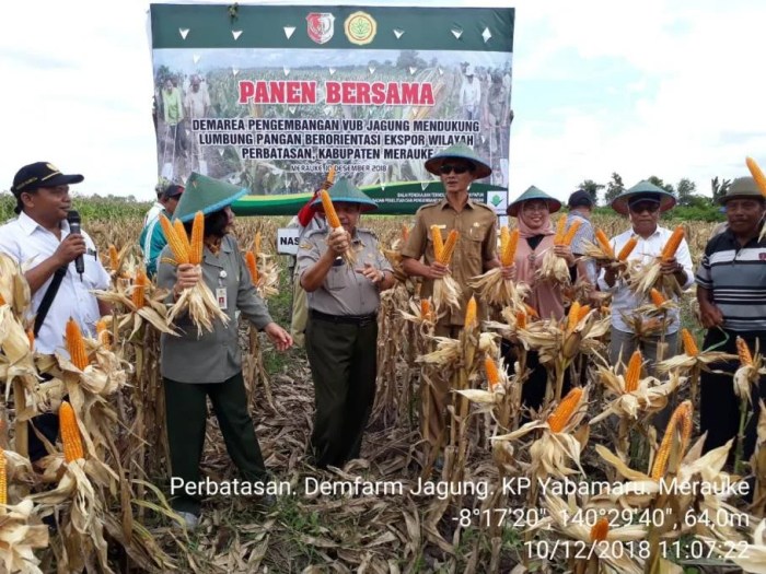 Daun penggemuk ayam di Merauke, Kab. Merauke