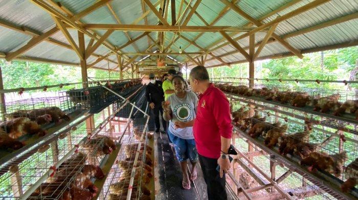 Gajian Setiap Hari, Dengan Beternak Ayam Kampung Petelur Unggul - YouTube Gajian Setiap Hari, Dengan Beternak Ayam Kampung Petelur Unggul - YouTube