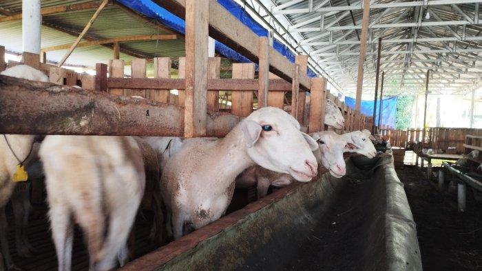 Daging kambing di Galur, Kulon Progo
