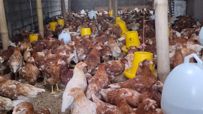 Derita Peternak Ayam Petelur di Lombok Timur, Jual Ayam Imbas Mahalnya ... Ternak ayam petelur di Fajar Timur, Kab. Paniai
