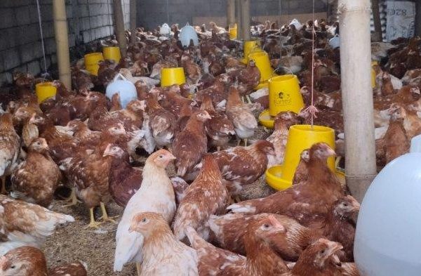 Dibantu KUR, Peternak Ayam Petelur di Bali Mulai Bangkit