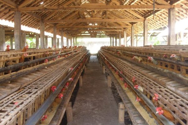 Manuju Jadi Kecamatan Pengembangan Ternak Ayam Petelur dan Boiler ...