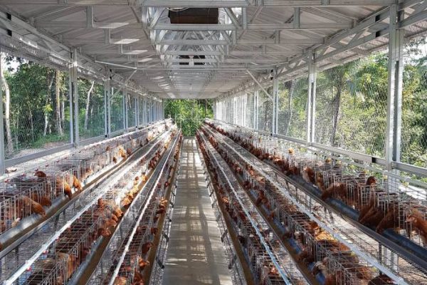 Ternak ayam petelur di Katingan Hilir, Katingan