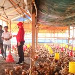 Di Jayapura Telah Bangun Pabrik Industri Pakan dan Ternak Ayam Petelur ...