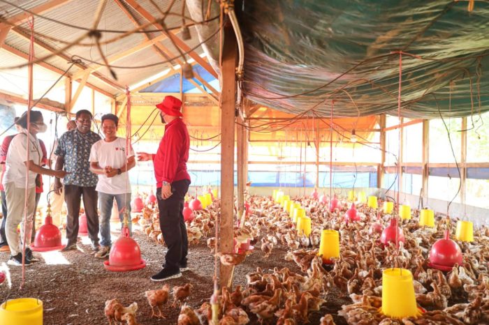 Pengen ternak ayam petelur tapi masih ragu ? simak divideo yaa atau ... Ternak ayam petelur di Dipa, Kab. Nabire