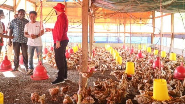 Begini Suasana Peternakan Ayam Saat Harga Telur Terus Naik