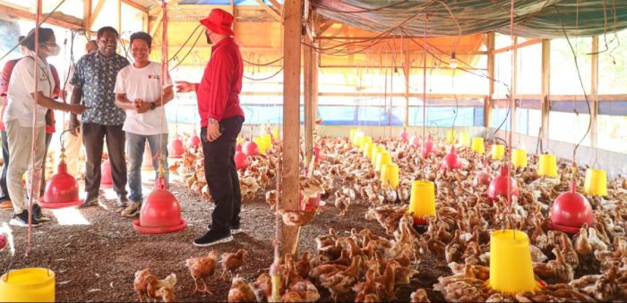 Budidaya ternak ayam di Pabelan, Semarang