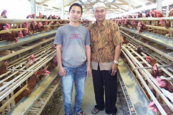Ayam layer di Tabir, Kabupaten Merangin