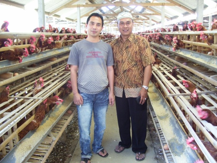 Peternak Ayam Layer Di Bangli – Inspirasi Dari Pulau Dewata | Ardhi ... Ayam layer di Tabir, Kabupaten Merangin