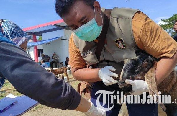 Daging kambing di Panggungrejo, Blitar
