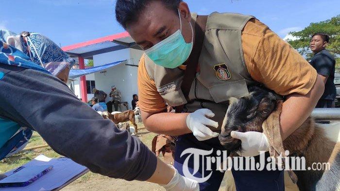 Daging kambing di Panggungrejo, Blitar