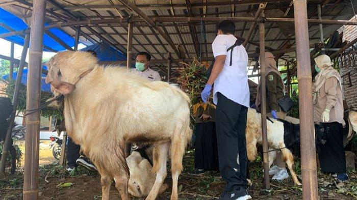 Daging kambing di Pucanglaban, Tulungagung