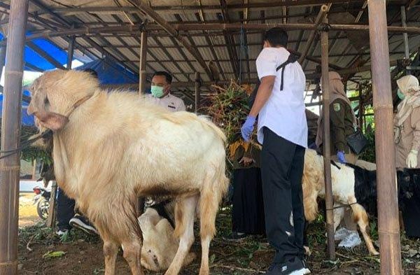 Daging kambing di Plandaan, Jombang