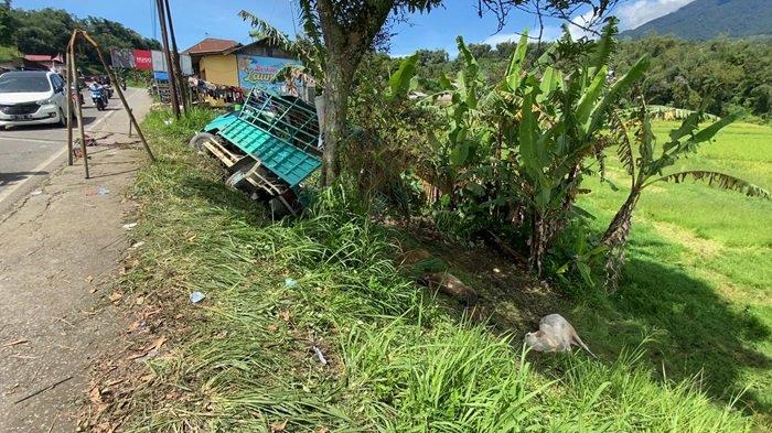 Truk Pengangkut Ternak Jatuh ke Sawah di Banuhampu Agam, 2 Ekor Sapi ... Truk Pengangkut Ternak Jatuh ke Sawah di Banuhampu Agam, 2 Ekor Sapi ...