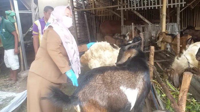 Jangan Sampai Tertukar, Ini Cara Membedakan Daging Sapi dan Kambing Daging kambing di Kota Sumenep, Sumenep