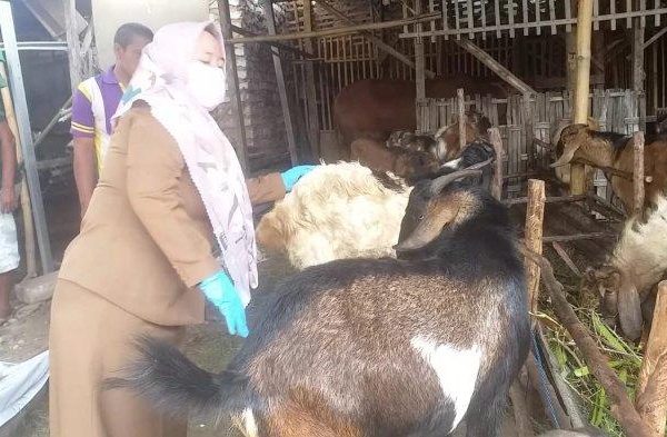 Daging kambing di Bluto, Sumenep