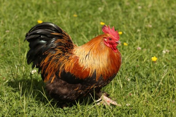 Ayam arab petelur di Buay Madang, Ogan Komering Ulu Timur