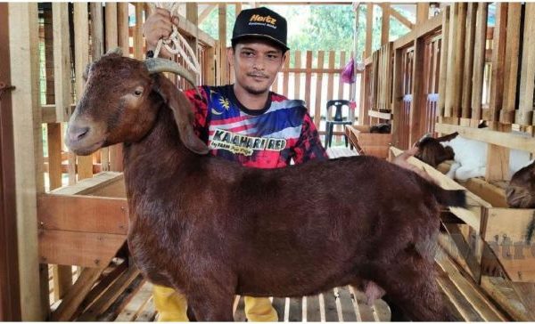 Daging kambing di Kedaton Peninjauan Raya, Ogan Komering Ulu