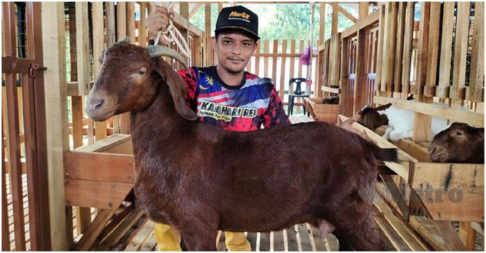 Daging kambing di Kedaton Peninjauan Raya, Ogan Komering Ulu
