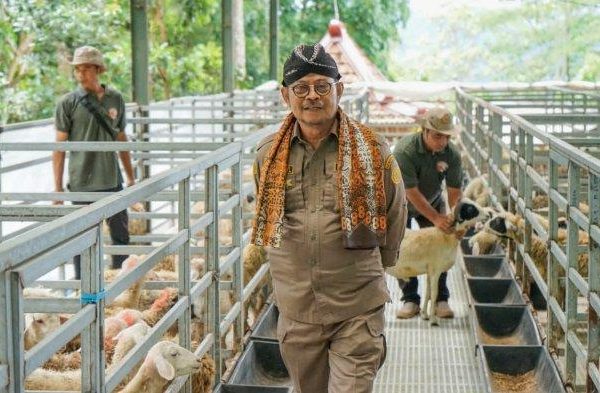 Daging kambing di Samigaluh, Kulon Progo