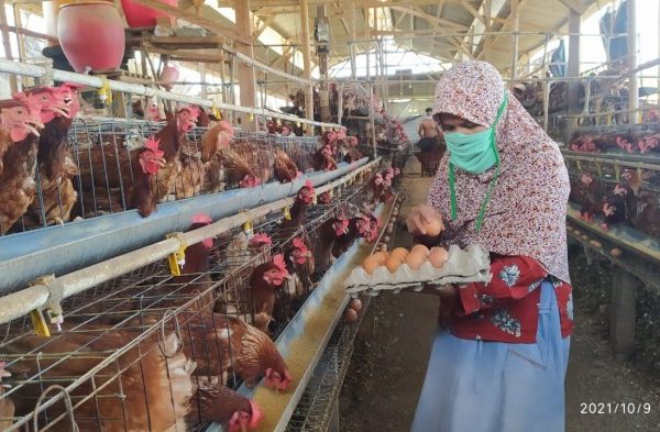 Jual pakan ternak ayam petelur