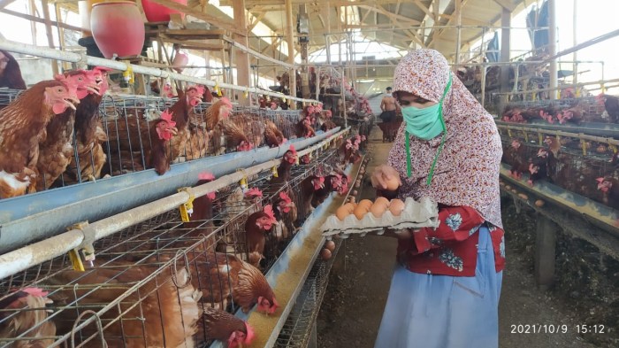 Harga Pakan Naik, Peternak Ayam Petelur di Jombang Terancam Gulung Tikar Harga Pakan Naik, Peternak Ayam Petelur di Jombang Terancam Gulung Tikar