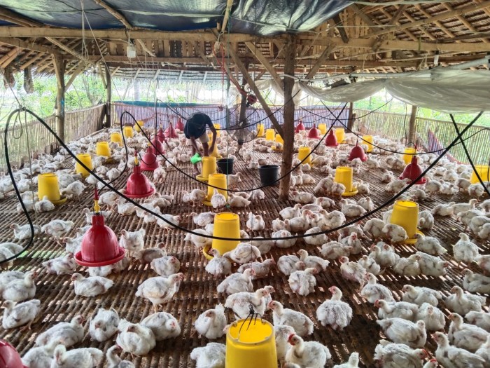 Harga Ayam Anjlok Peternak Makin Tekor Harga Ayam Anjlok Peternak Makin Tekor