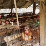 Ayam Petelur Afkir Adalah