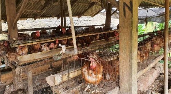 Ayam afkir di Cilengkrang, Bandung