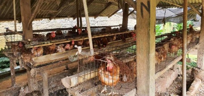 Ayam Petelur Afkir Adalah Ayam Petelur Afkir Adalah