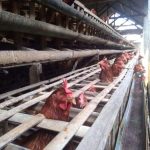 Jelang Lebaran Penjual Ayam Afkir Bermunculan di Belitung, Harga Ayam ...