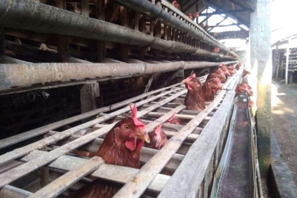 Jelang Lebaran Penjual Ayam Afkir Bermunculan di Belitung, Harga Ayam ...