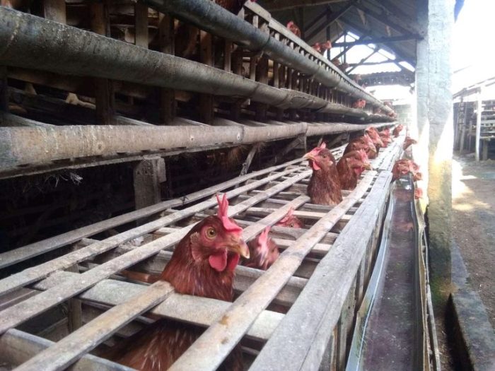 Jual Ayam Afkir - SENTOSA GROUP LAMPUNG | Indonetwork Ayam afkir di Jatiwangi, Majalengka