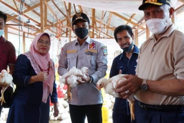 Rahasia Ternak Ayam Sehat dan Halal untuk Pasokan Rumah Potong Ayam ...