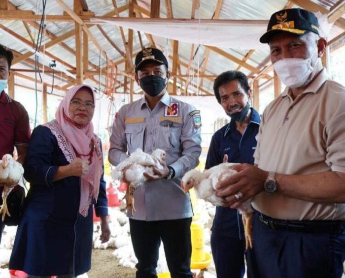 Ayam ternak di Basa Ampek Balai Tapan, Kabupaten Pesisir Selatan
