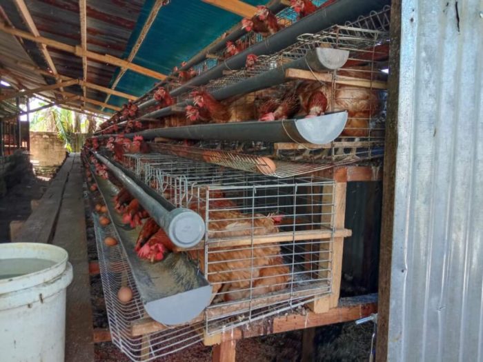 Ternak ayam petelur di Padaido, Kab. Biak Numfor