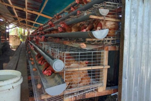Ternak ayam petelur di Padaido, Kab. Biak Numfor