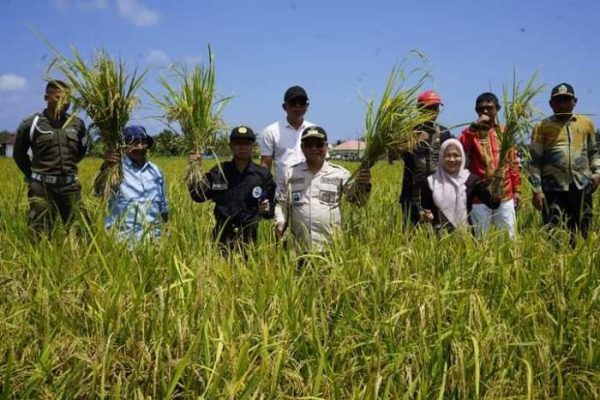 Daun penggemuk ayam di Wawo, Kolaka Utara