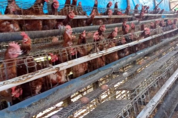 Ternak ayam petelur di Firiwage, Kab. Boven Digoel