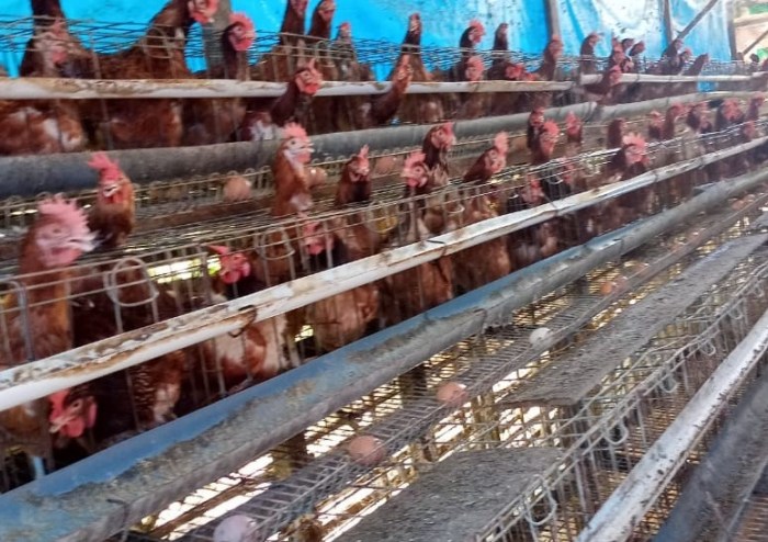 Ternak ayam petelur di Raren Batuah, Barito Timur