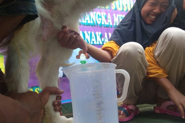 Susu kambing di Larangan, Pamekasan