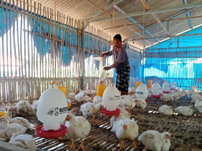 Ternak ayam pedaging di Ratu Samban, Kota Bengkulu