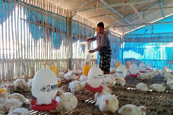 Ternak ayam pedaging di Selebar, Kota Bengkulu