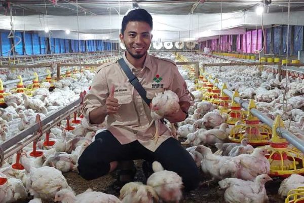 Ternak ayam petelur di Kuala Mandor B, Kubu Raya