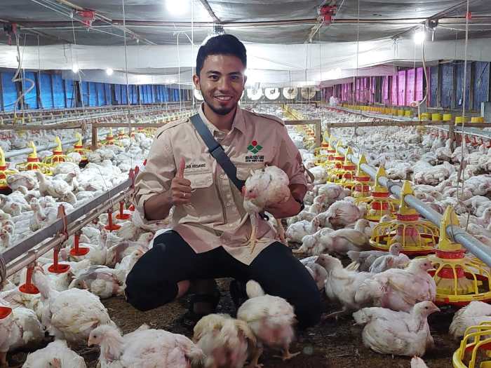 Ayam Ternak di Gedeg, Mojokerto