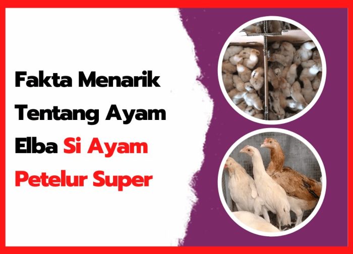 Update Kandang Kastari dan Elba Si Ayam kampung petelur super - YouTube Ayam elba kampung petelur super di Sambit, Ponorogo