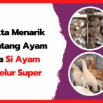 Ayam elba kampung petelur super di Hutan, Kabupaten Tanjung Jabung Timur